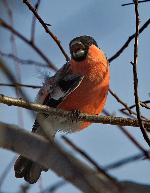 Краснозобый дрозд (Turdus ruficollis). Птицы Сибири.
