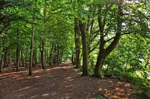 Forest wood