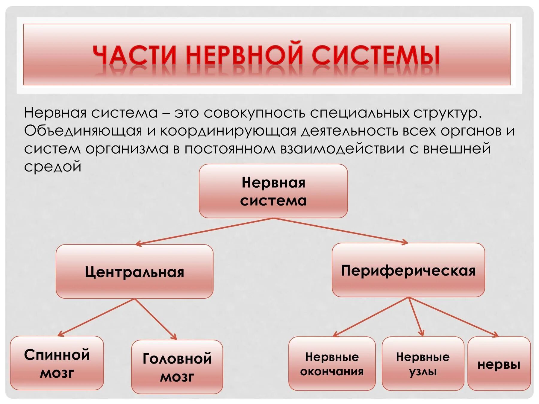 Частью каких систем является человек. Части нервной системы. Строение нервной системы. Нервная система части системы. Нервная система часть нервной системы.