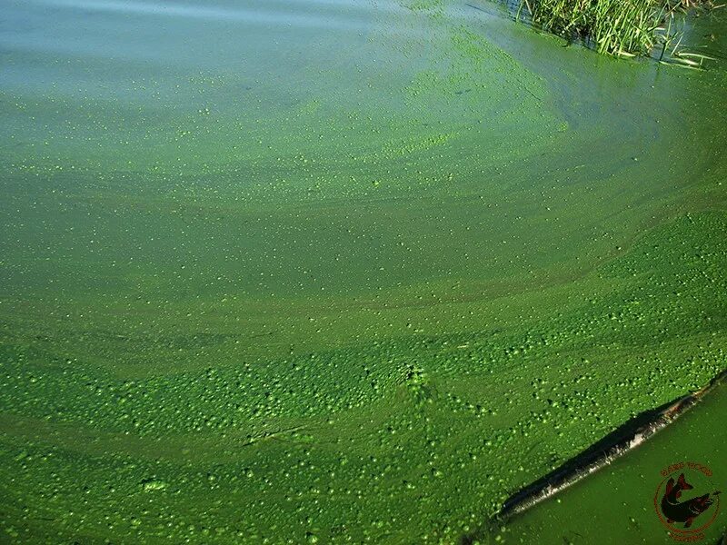 Цветет вода в кубе. Синезеленые водоросли. зеленая вода. как цветет вода.