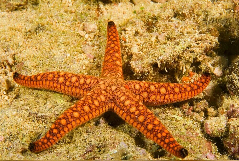 Морские звезды биология. Fromia elegans. Морская звезда евастерия. Морская звезда Midgardia Xandaros.. Морские обитатели морская звезда.