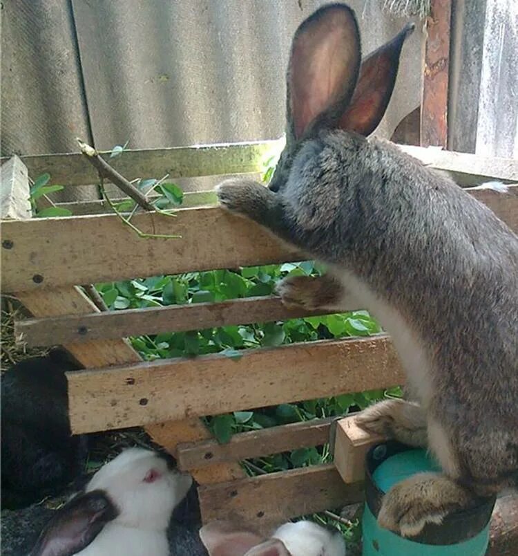 Можно ли кроликам крапиву. Кролики на даче. Завести кролика. Забавные кролики на даче. Держания кролика на даче.