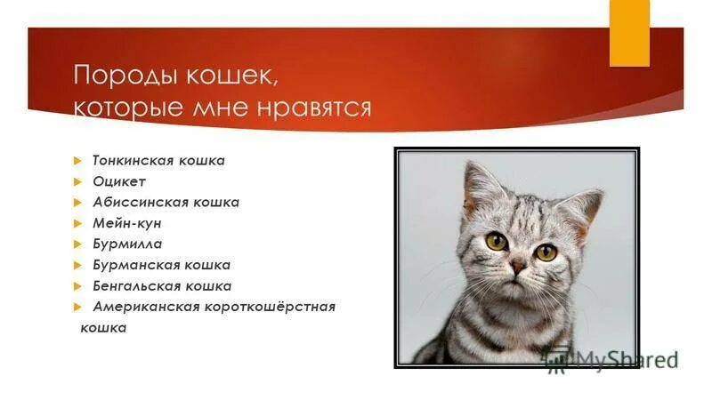 Кот рекомендует. Психология кошек. поведение кошек презентация. презентация особенности поведения кошки. психология кошек и котов.