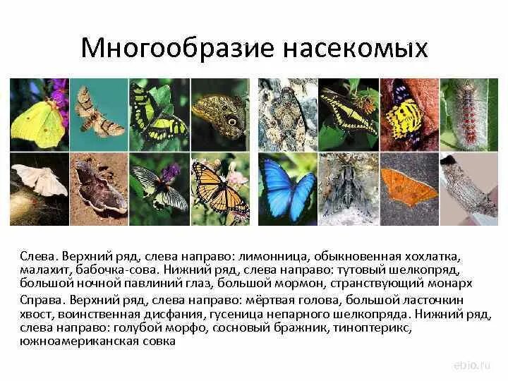 Класс насекомые многообразие. Многообразие насекомых. Многообразие насекомых доклад. Многообразие насекомых презентация. Многообразные насекомые доклад.