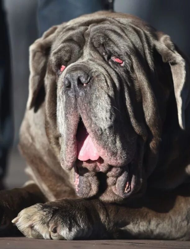 Мастиф Martha. Neapolitan Mastiff. Английский бульдог и мастиф. Порода самой страшной собаки