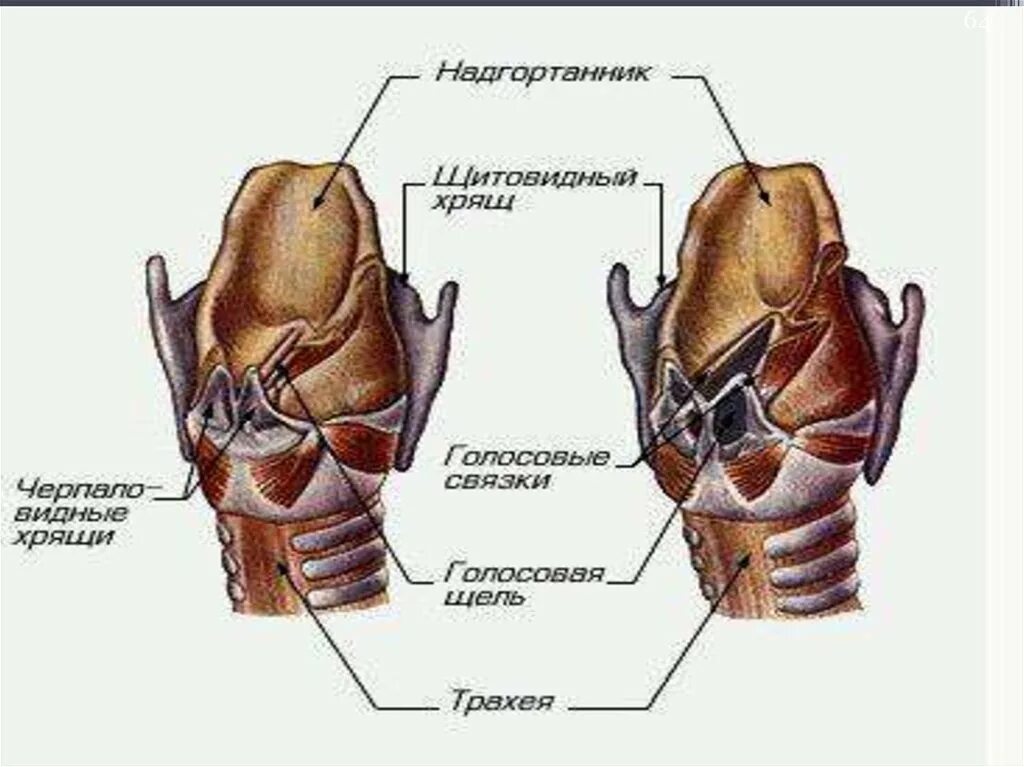 Гортань кошки. Гортань строение анатомия хрящи. Строение гортани собаки. Строение гортани трахеи анатомия. Хрящи и связки гортани.