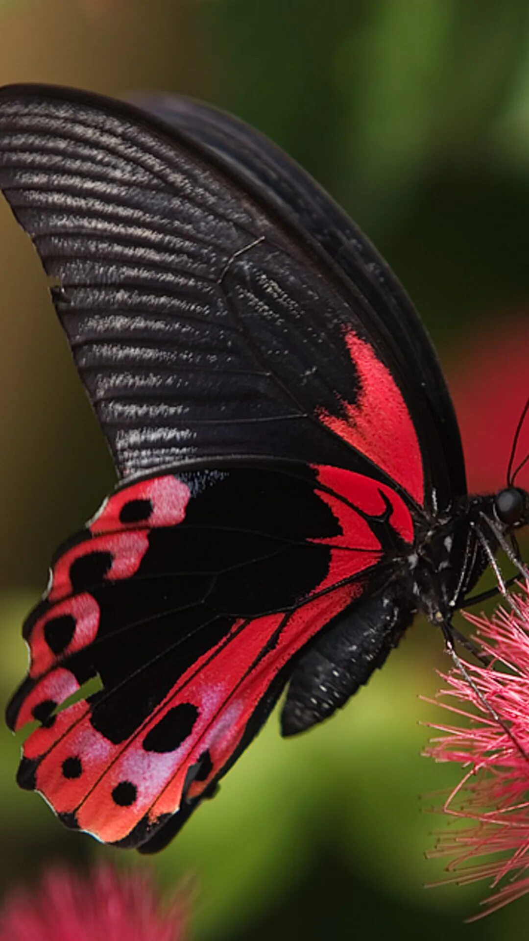 Покажи видео бабочек. Papilio Rumanzovia бабочка. Горгеус бабочка. Бабочка Бакай. Бабочка красный мормон.