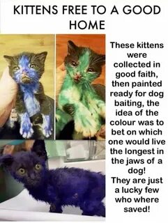 Where is kitten