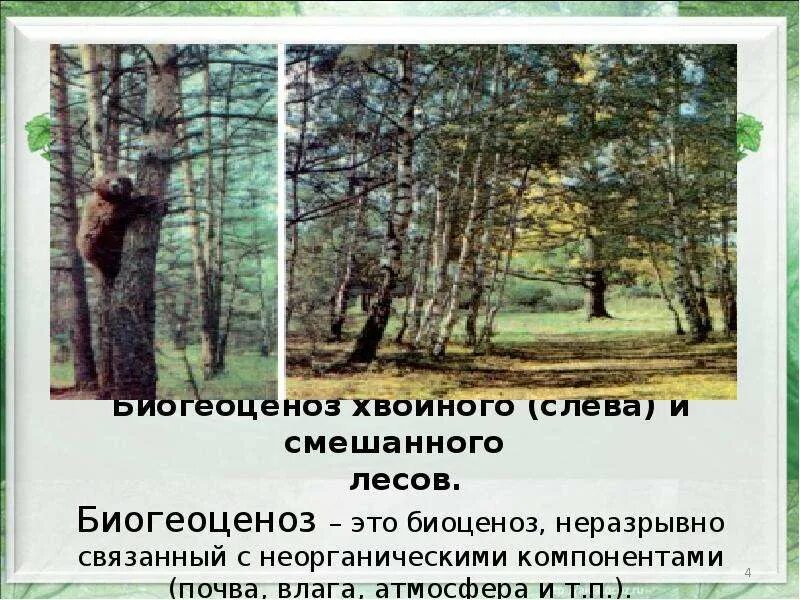 Биоценоз смешанных лесов. Биоценоз смешанного леса таблица. смешанный лес биоценоз. биоценоз ельника. биоценоз хвойного леса.