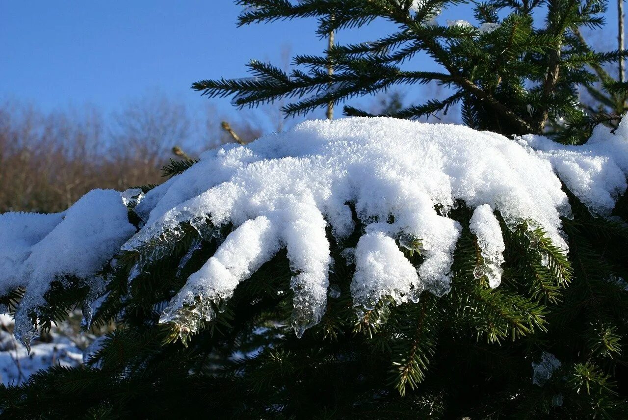 Снег лапы ели. Деревья под снегом. Ель в снегу. Пушистая ель в снегу. Пушистые ели в снегу.