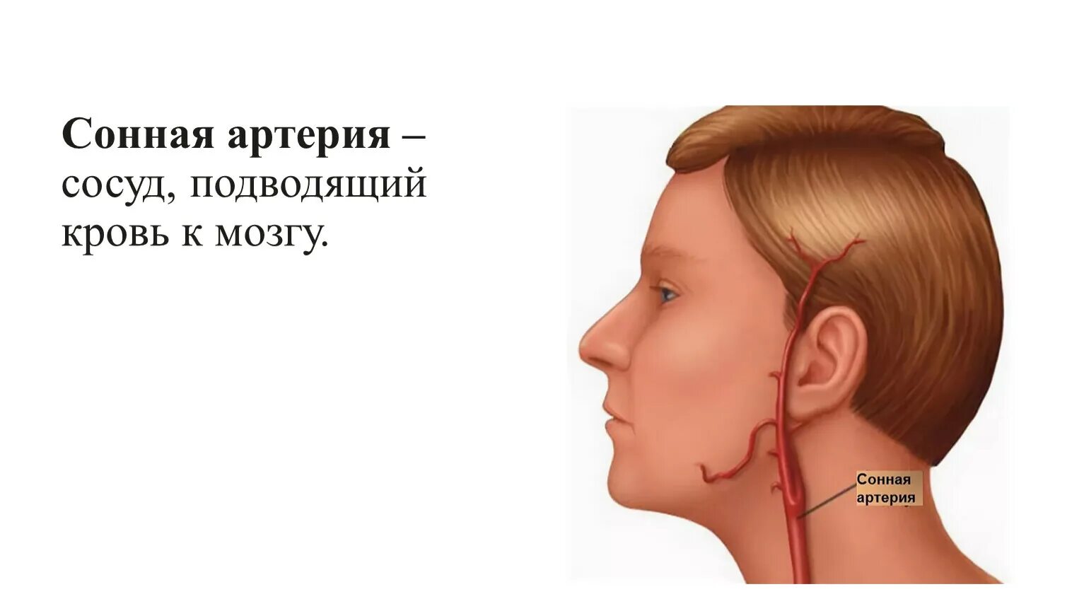 Сонная артерия на шее расположение. Где находится Сонная артер я. Где находится сонаяэртерия. Где находится сонная артерия слева