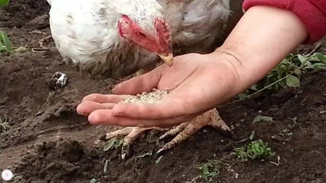 Курочка по зернышку хорошая. Курочка по зернышку хорошая
