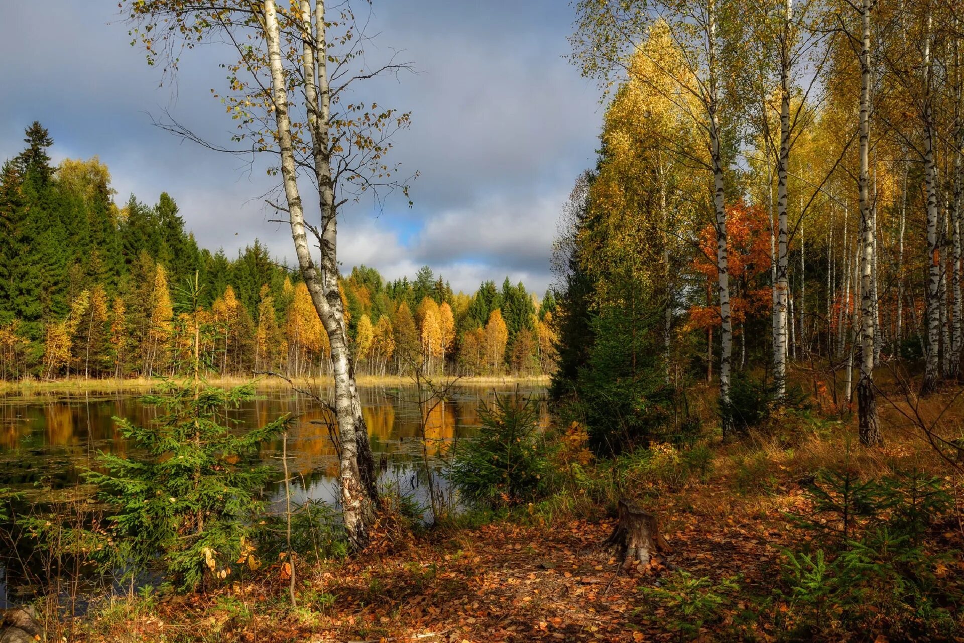 Может ли вас взволновать красота осеннего леса. Осенний пейзаж. Пейзажи России. Осенний лес. Природа осень.