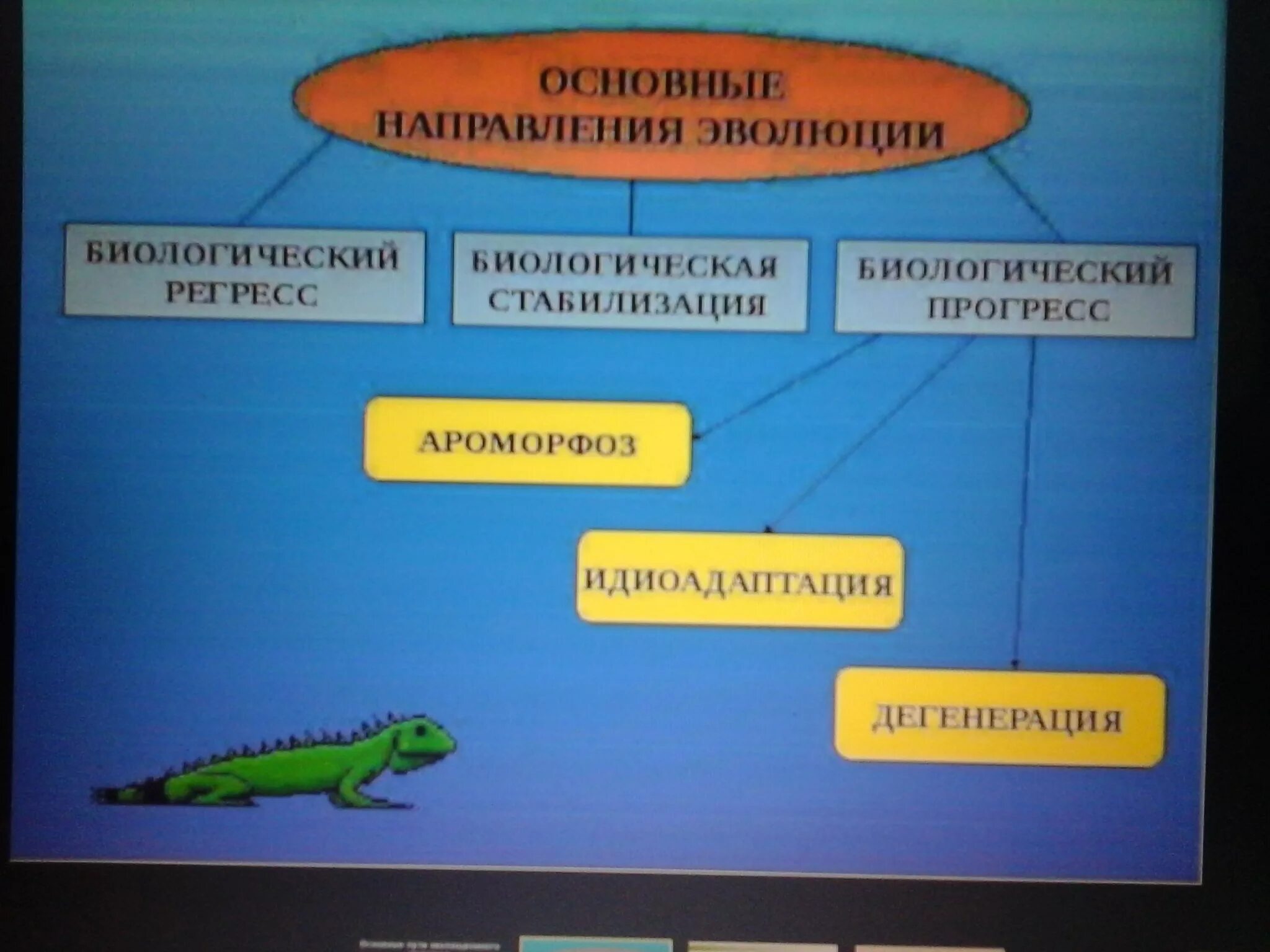 Определите по рисунку направления эволюции обоснуйте свой. Направления биологической эволюции. Направления эволюции животных. Схема Эволюция трехслойных животных. Второе направление эволюции трехслойных животных.