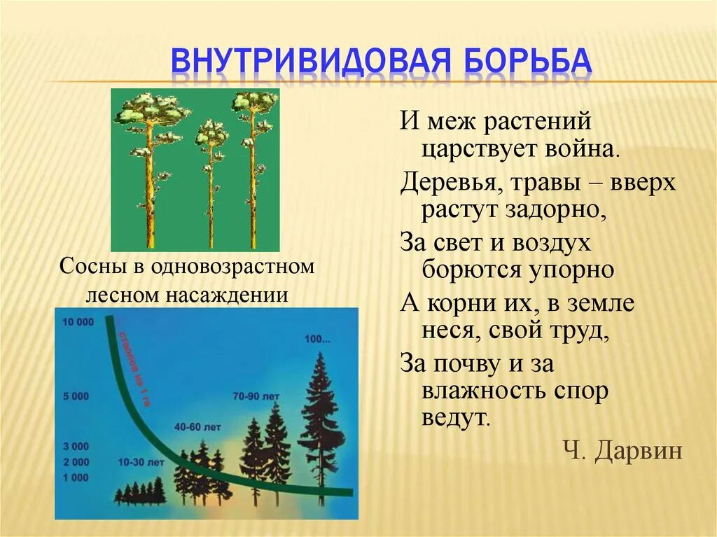 Характеристика внутривидовой борьбы. Внутривидовая борьба растений. Пример внутри расовой борьбы. Внутривидовая борьба примеры растений. Внунтрр видовая борьба..