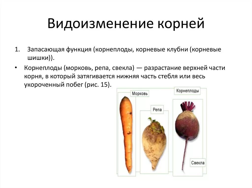 Явиться корень. Видоизменение корня у моркови и свеклы. Функции корнеплода и корневых клубней. Видоизменения побега корнеплод моркови. Морковь это видоизмененный побег или корень.