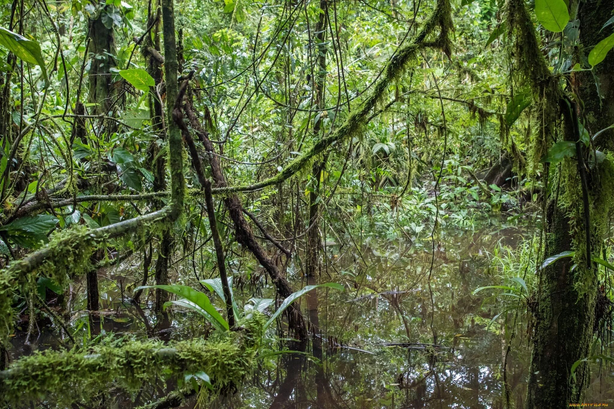 Зона влажных лесов австралии. Коста-Рика: дождевой лес. Южная Америка Сельва лианы. Дождевой лес Сельва. Коста Рика тропический лес.