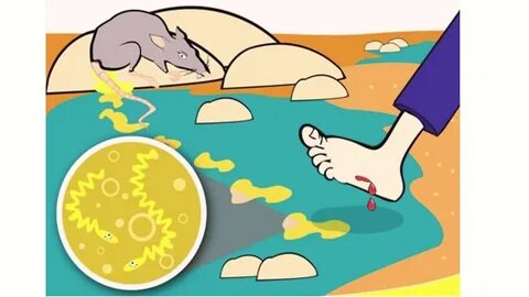 Водная лихорадка