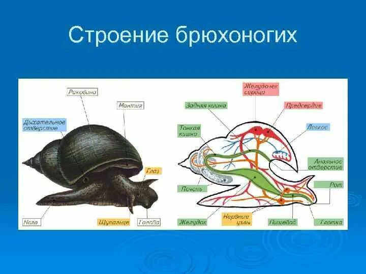 Улитка егэ. Рис 70 строение брюхоногого моллюска. Внутреннее строение брюхоногих моллюсков. Брюхоногие моллюски внешнее строение. Брюхоногие моллюски прудовик строение.