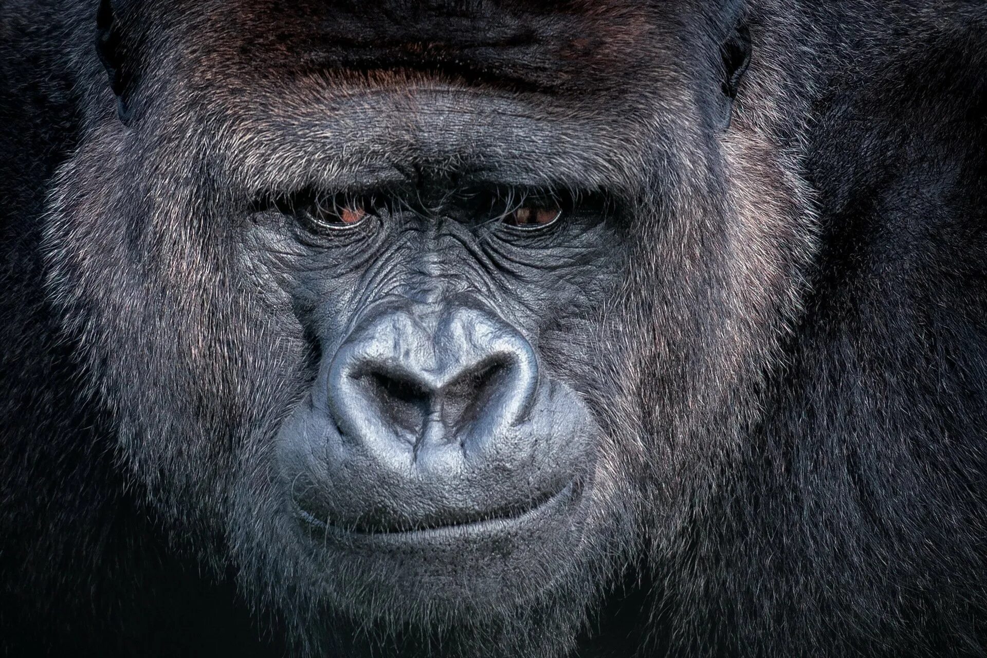 Monkey gorilla