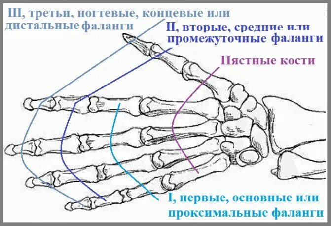 суст. суставы пальцев рук после переломов. суставы пальцев рук после переломов. контрактура дюпюитрена физиолечение. движения пальцами.