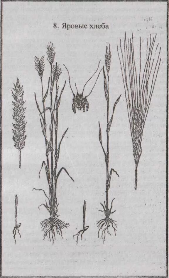 Строение ячменя. Строение Колоса Яровой пшеницы. Ботаническая характеристика озимого ячменя. Соцветие Яровой пшеницы. Морфология Яровой пшеницы.