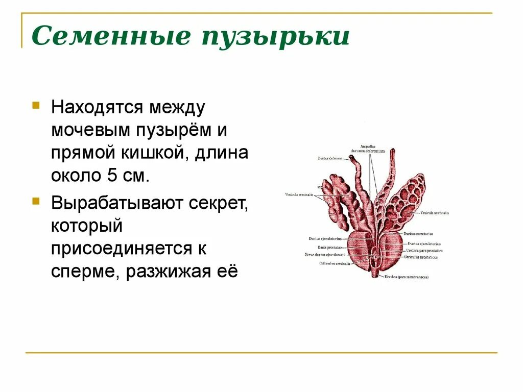 Семенные пузырьки анатомия расположение. Семенные пузырьки функции топография строение. Выводной проток семенного пузырька. Мужская половая система семенные пузырьки.