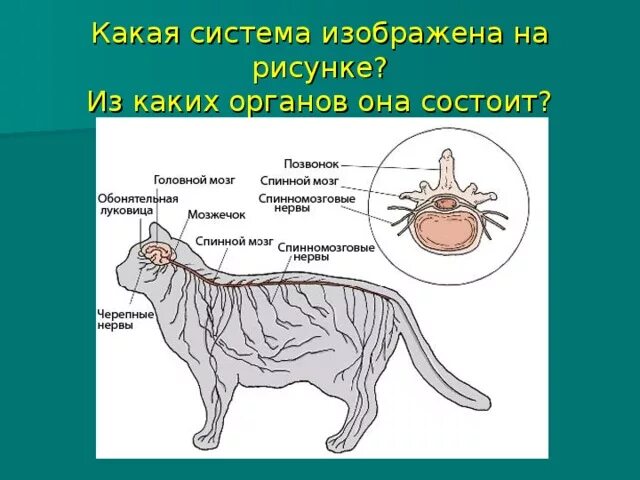 Системы органов животных. Системы органов животных схема. Системы органов млекопитающих. Пищеварительная система млекопитающих схема. Ткани органы системы органов животных