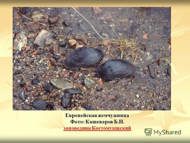 жемчужница обыкновенная доклад. европейская жемчужница. жемчужница речная обыкновенная. жемчужница обыкновенная. моллюск жемчужница европейская.