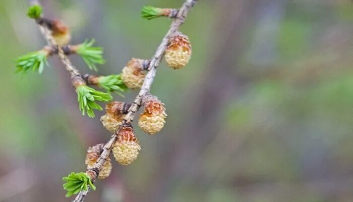 Лиственница сибирская брахибласты. Почки лиственницы. Почки лиственницы. Микростробилы лиственницы. Лиственница даурская шишки.