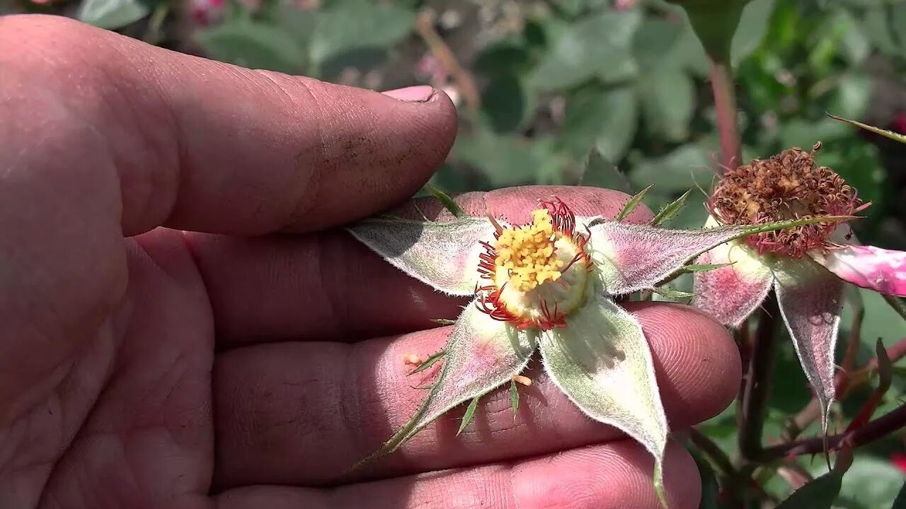 Есть в розе семена. Семена розы из бутона. Семена у розы в бутоне. На Розе бутон с семенами. Как выглядят семена розы.