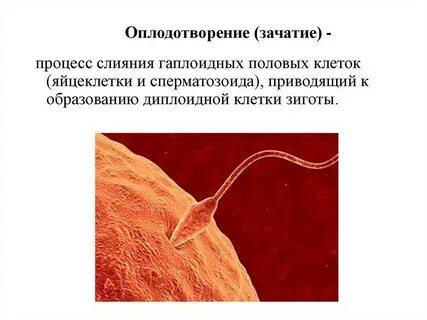 Как происходит естественное зачатие
