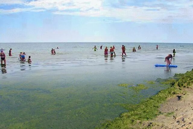 Холодное море в анапе 2024. Анапа море цветет. Цветущее море в Анапе. Море цветет Седово. Когда цветет море в Анапе.