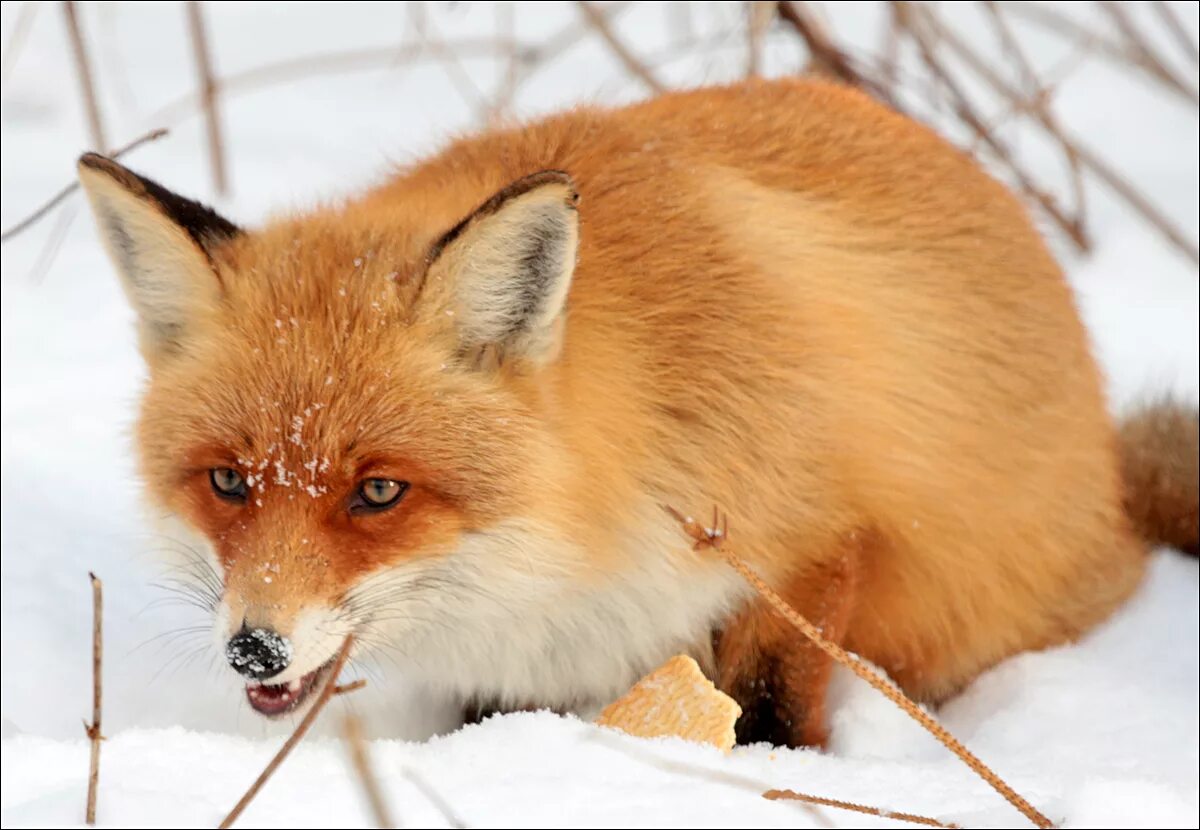 лиса городская. лисы в городе. лисов г. сибирская лиса. лисов г.
