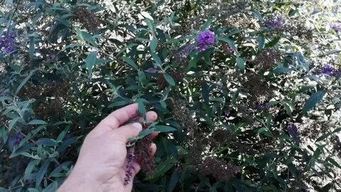 Буддлея обрезка весной