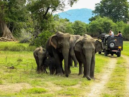 Wildlife tour