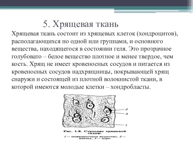 Хрящевая ткань состоит. Хрящевая ткань строение. Хрящевая ткань схема. Хрящ состоит из.