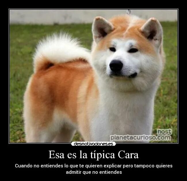 сиба-ину породы собак клички. имена для собак сиба. сиба ину шиба ину мальчик. имена для собак сиба. имя для собаки мальчика акита ину.