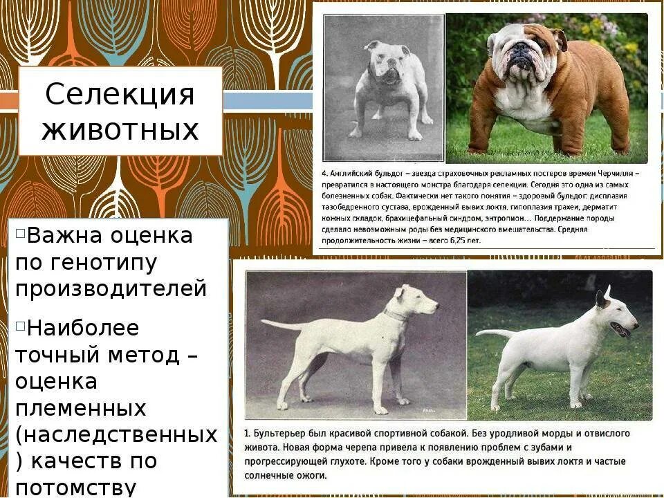 Искусственное выведение животных. Селекция животных. селекция собак. результаты селекции животных. выведенные породы собак.