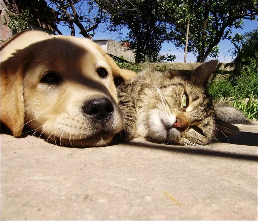 Где кошка собака. Животные братья наши меньшие. Веселые домашние животные. Смешные кошки и собаки. Дружба между кошкой и собакой.