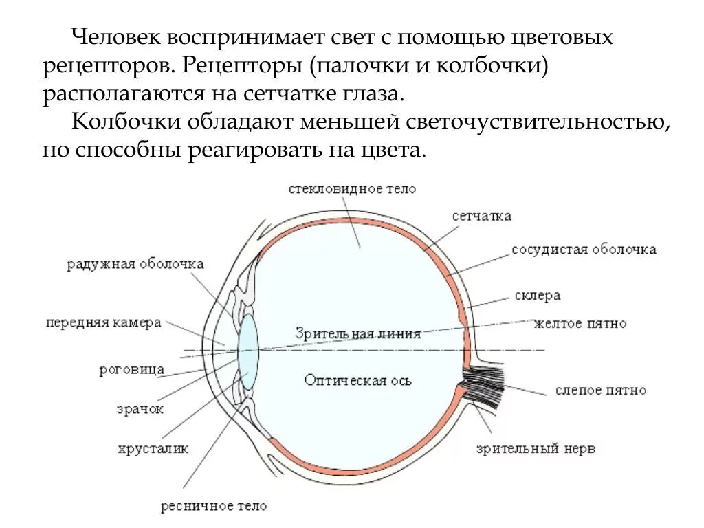 Система глазок. Оптический аппарат глаза схема. Слепое пятно глаза анатомия. Схема оптической системы глаза физиология. Анализаторы глазное яблоко схема строение.