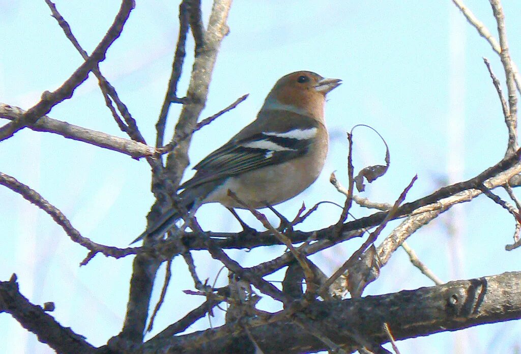 Northern Wheatear (Oenanthe oenanthe). Birds of Siberia.