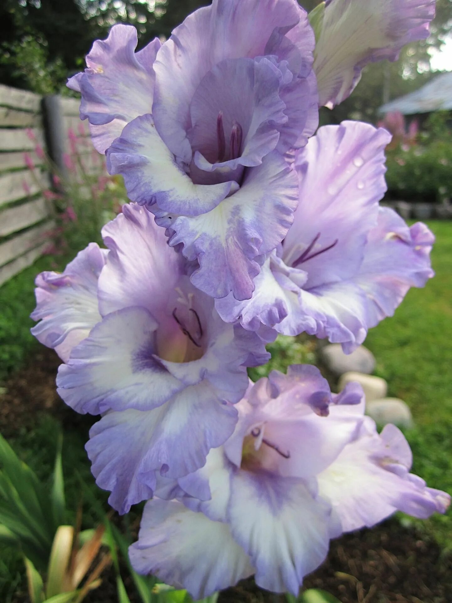 гладиолус blue frost. гладиолус блю айс. гладиолус блю берд. гладиолусы блю. гладиолус блю маунтин.