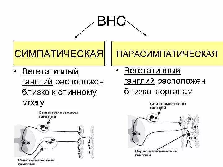 Рефлекс анализы. Схемы симпатической и парасимпатической рефлекторных дуг. Симпатическая и парасимпатическая рефлекторная дуга схема. Рефлекторная дуга симпатического и парасимпатического рефлекса. Рефлекторная дуга парасимпатической нервной системы схема.