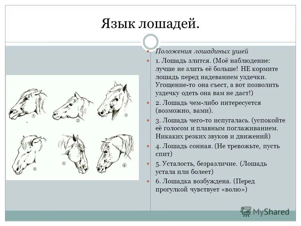 Язык лошадей жестами. Язык тела лошади. Язык лошадей как понять. Лошадиный язык жестов.