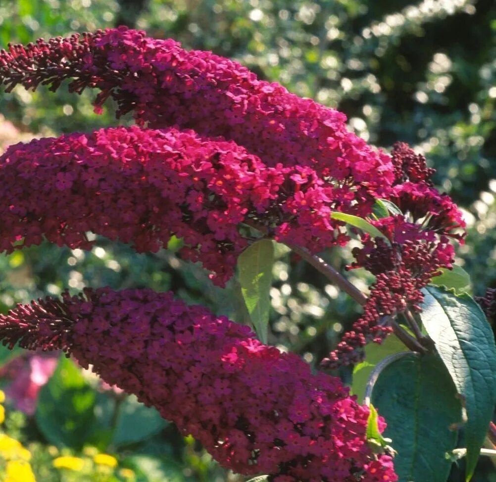 Буддлея сорта. Буддлея Давида Роял ред. Буддлея Давида Buddleja davidii. Канадская сирень Буддлея. Буддлея Давида Royal Red.