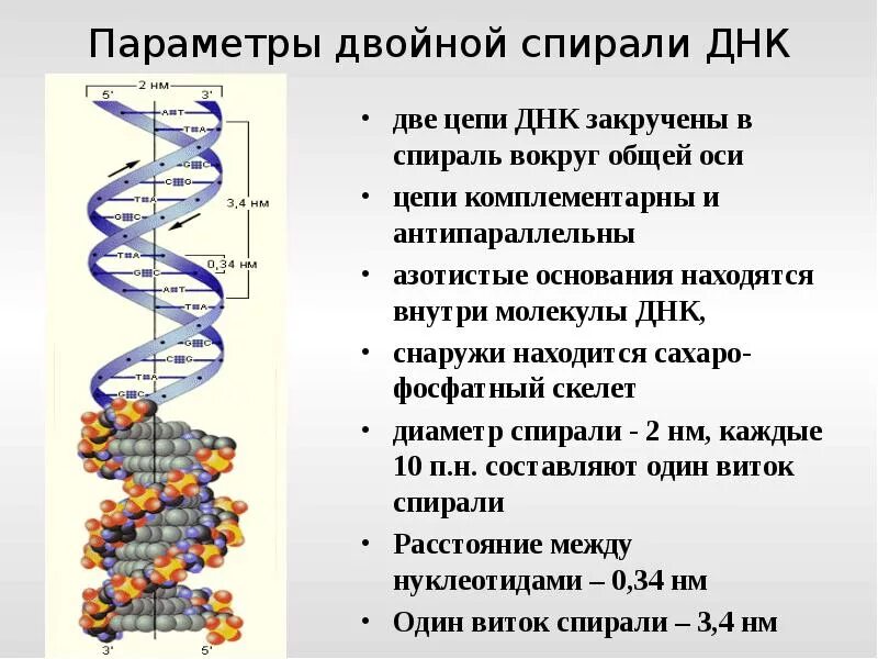 Зачем двойная. Принцип построения двойной спирали ДНК. Характеристика двойной спирали ДНК. Двойная спираль молекулы ДНК. Строение участка молекулы ДНК.