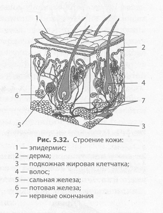 Система покровных органов человека функции. Строение кожи без обозначений. строение кожи человека рисунок. строение кожи человека схема 4 класс. биология. кожа, схема строения..