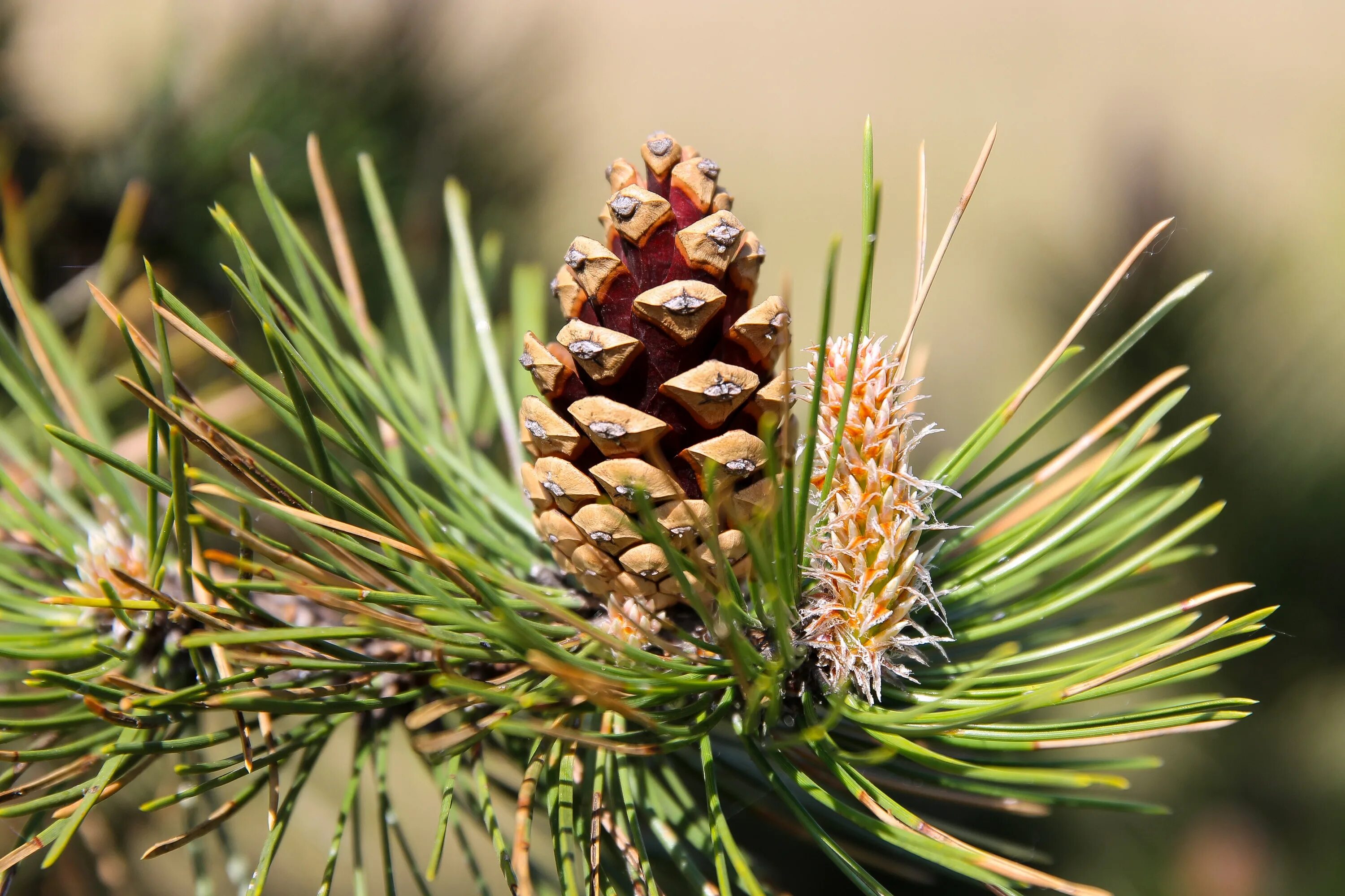 Шишк. Pinus Sylvestris шишки. Сосна Алеппская шишки. Pinus nigra шишки. Pinus peuce шишка.