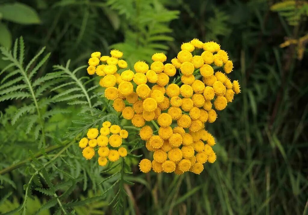 Пижма обыкновенная (Tanacetum vulgare). Tanacetum vulgare l. пижма обыкновенная. Пижма обыкновенная (Tanacеtum vulgаre). Пижма тысячелистная (Tanacetum millefolium).